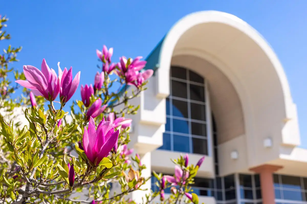 Pink magnolia flowers bloom in front of a campus building at Ozarks Technical Community College on a clear spring day.