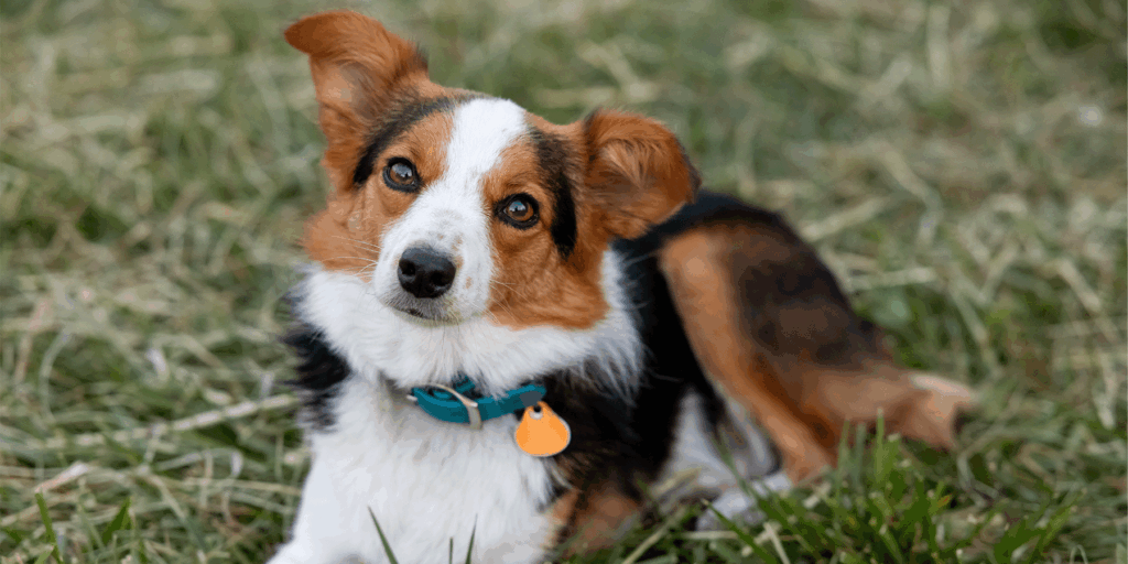 Darby, 2026 Missouri Farm Dog of the Year