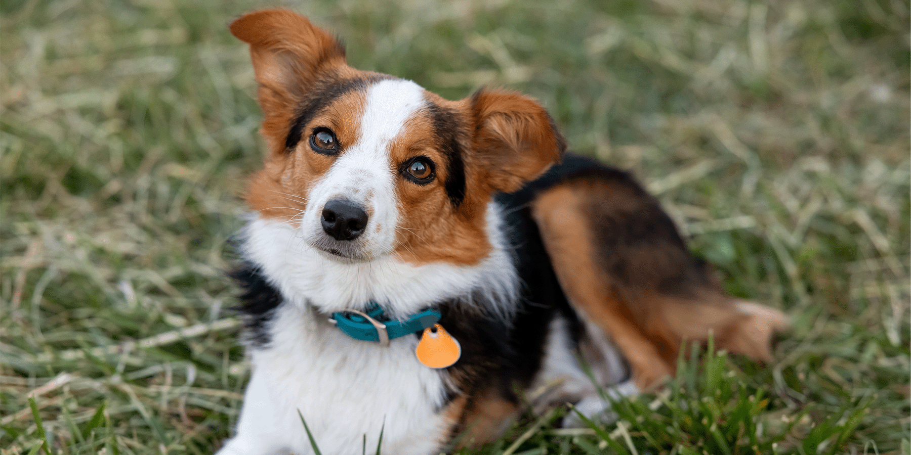 Darby, 2026 Missouri Farm Dog of the Year
